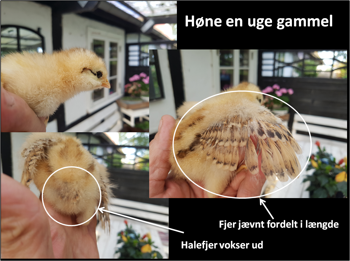 høne-1-uge-gammel – Min Hønsefarm